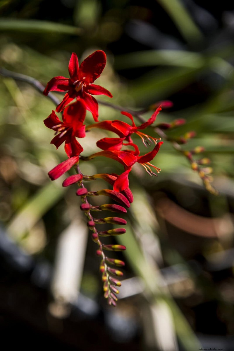 Bulbos perennes de verano:19 variedades para floraciones continuas 
