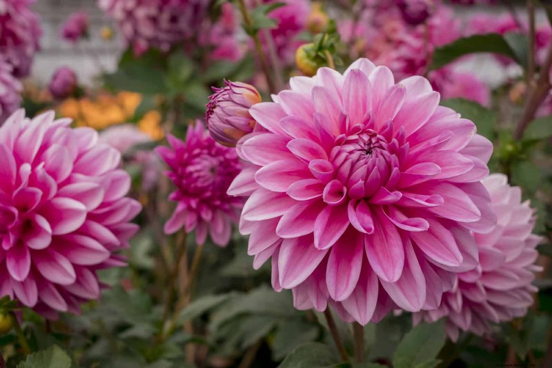Bulbos perennes de verano:19 variedades para floraciones continuas 