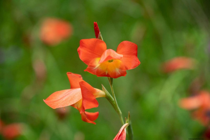 Bulbos perennes de verano:19 variedades para floraciones continuas 