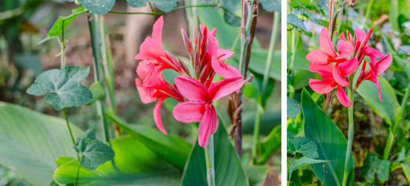 Bulbos perennes de verano:19 variedades para floraciones continuas 