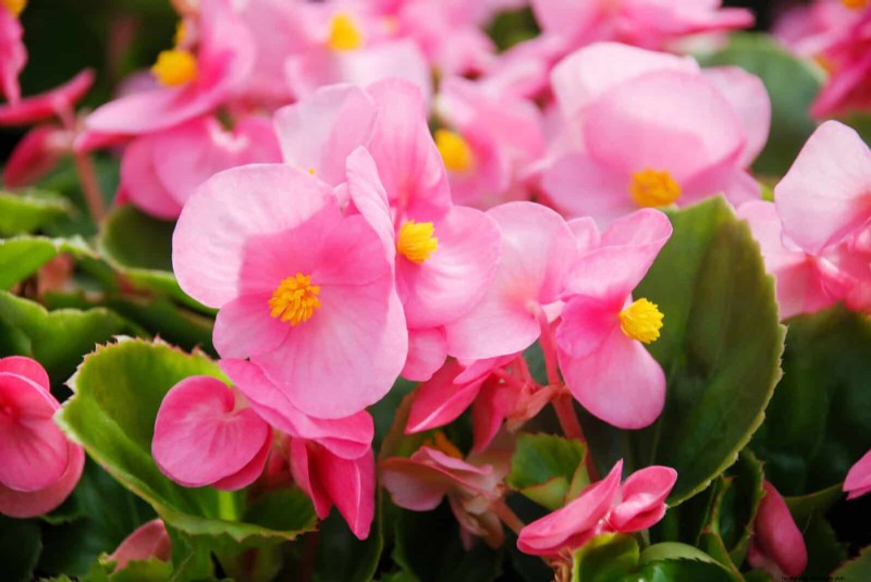 Bulbos perennes de verano:19 variedades para floraciones continuas 