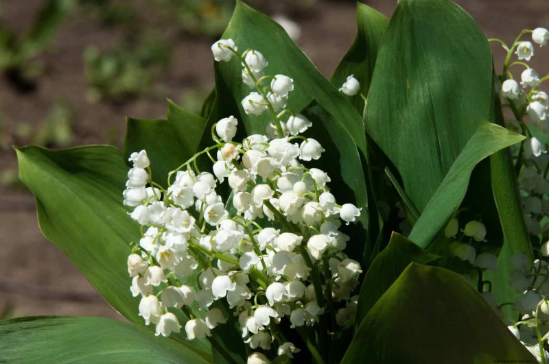 Bulbos perennes de verano:19 variedades para floraciones continuas 