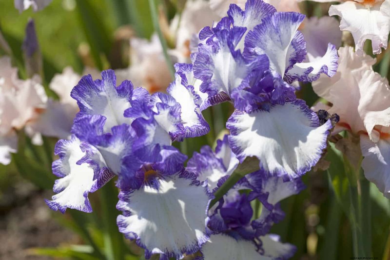 Bulbos perennes de verano:19 variedades para floraciones continuas 
