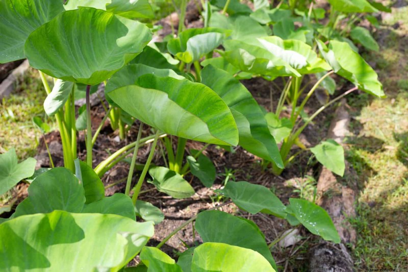 Bulbos perennes de verano:19 variedades para floraciones continuas 