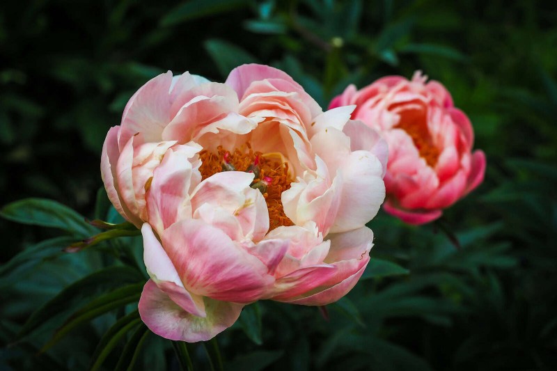 Bulbos perennes de verano:19 variedades para floraciones continuas 
