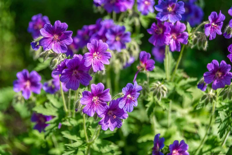 Bulbos perennes de verano:19 variedades para floraciones continuas 