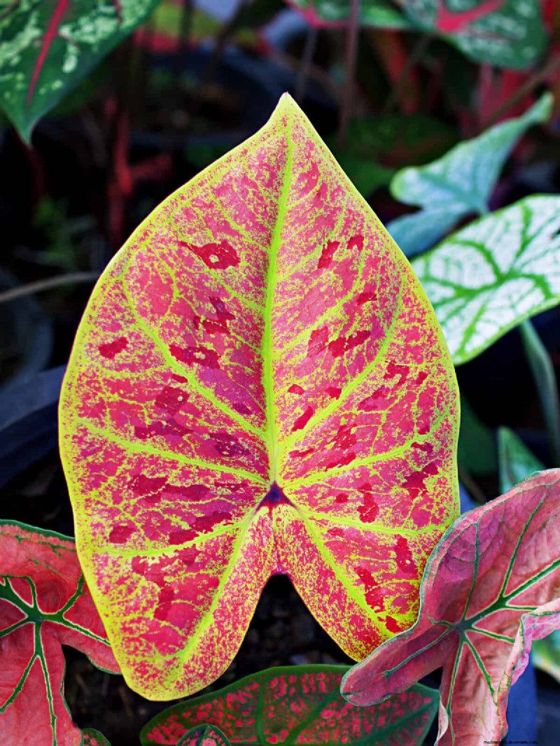 Bulbos perennes de verano:19 variedades para floraciones continuas 