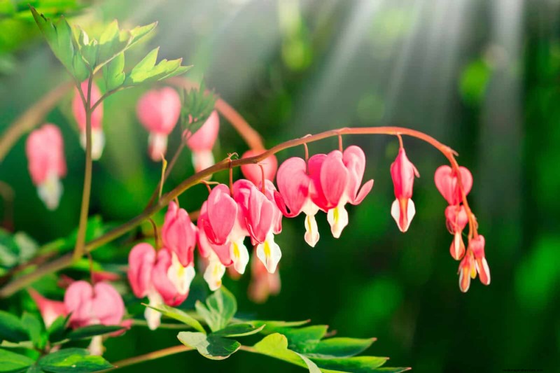 Bulbos perennes de verano:19 variedades para floraciones continuas 