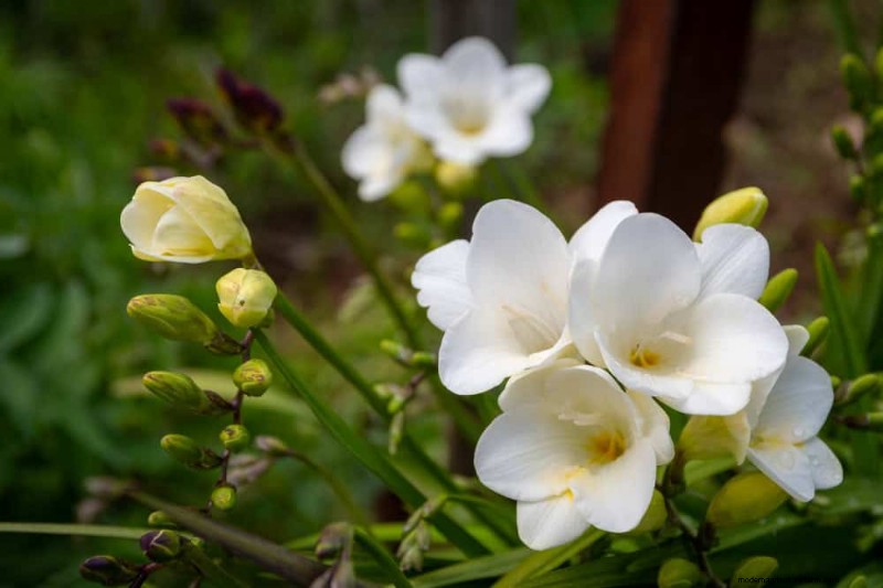 Bulbos perennes de verano:19 variedades para floraciones continuas 