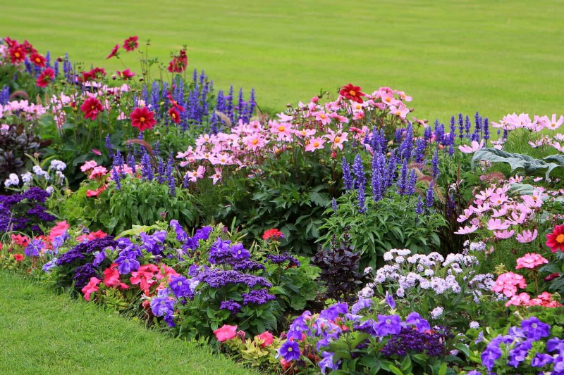 Bulbos perennes de verano:19 variedades para floraciones continuas 