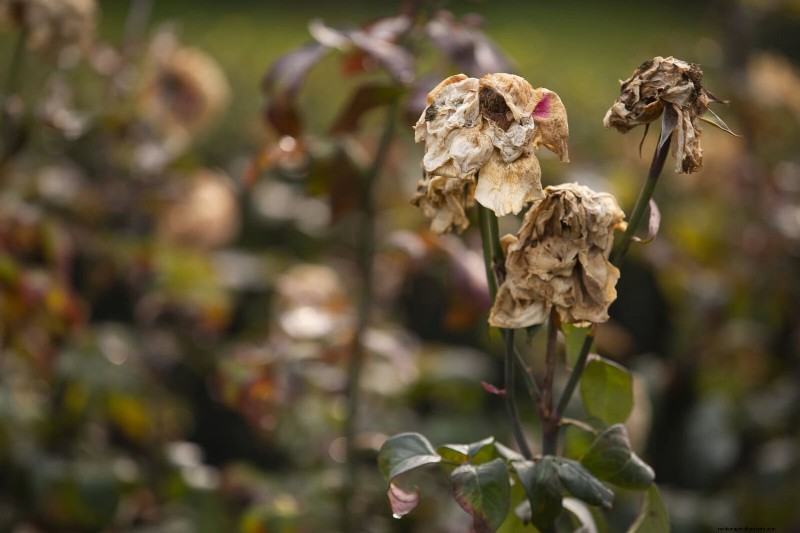 Estresse térmico na planta:reconhecendo e respondendo aos danos das ondas de calor