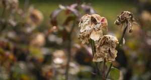 Estresse térmico na planta:reconhecendo e respondendo aos danos das ondas de calor 