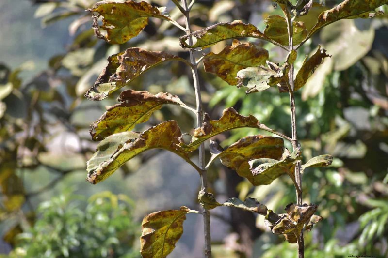 Estresse térmico na planta:reconhecendo e respondendo aos danos das ondas de calor