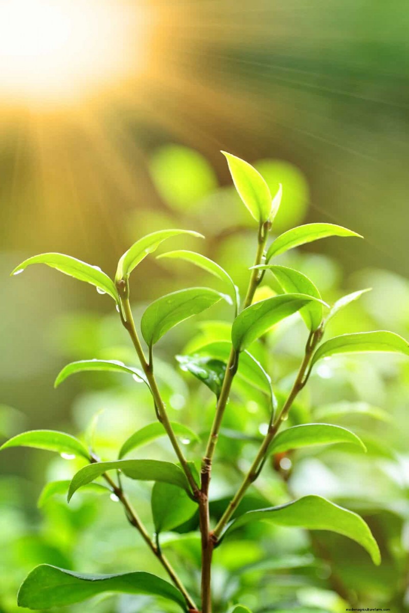 Estresse térmico na planta:reconhecendo e respondendo aos danos das ondas de calor