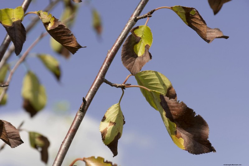 Estresse térmico na planta:reconhecendo e respondendo aos danos das ondas de calor