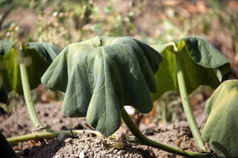 Estresse térmico na planta:reconhecendo e respondendo aos danos das ondas de calor