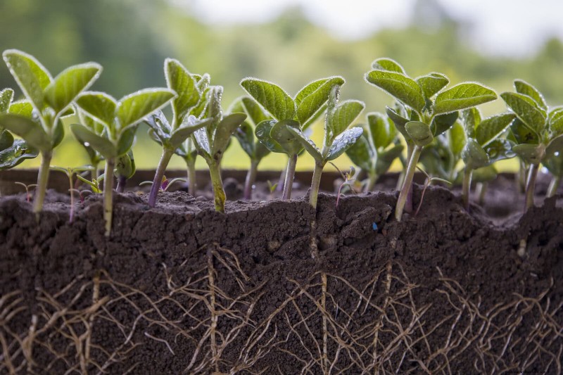 Estresse térmico na planta:reconhecendo e respondendo aos danos das ondas de calor