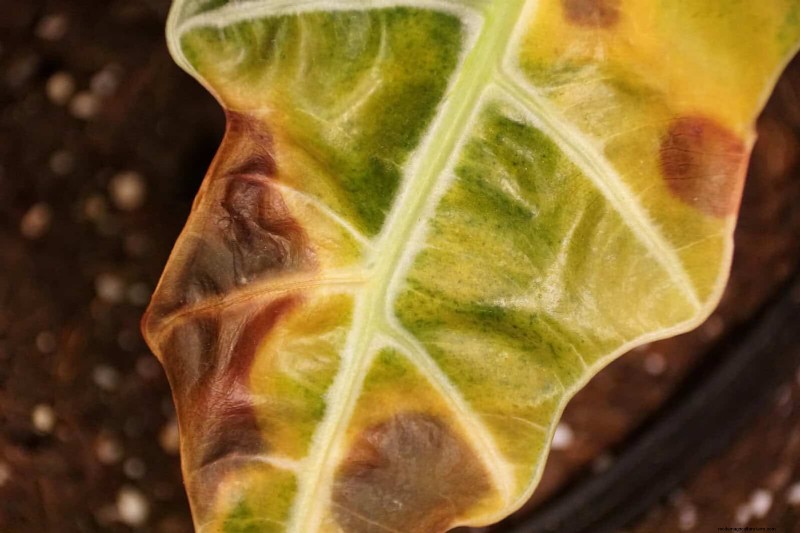 Estresse térmico na planta:reconhecendo e respondendo aos danos das ondas de calor