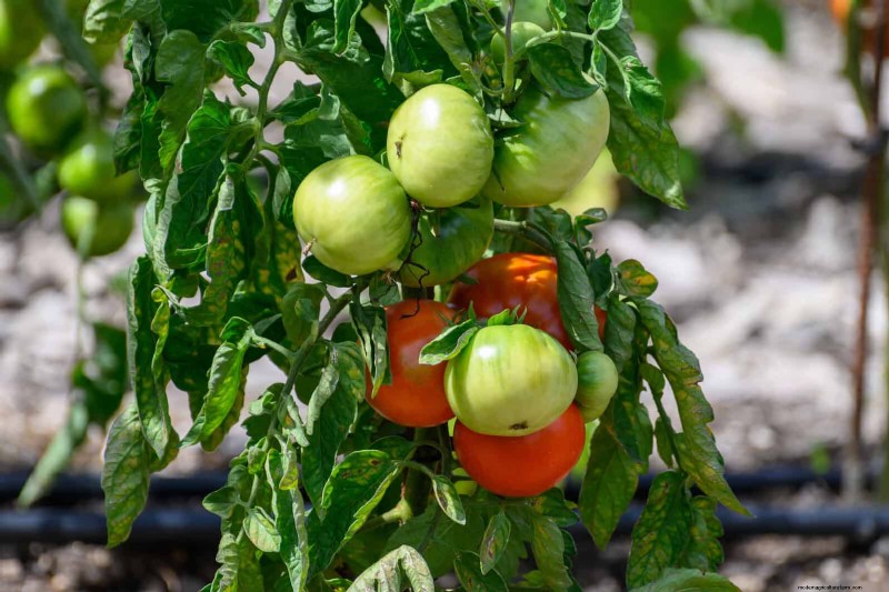 Estresse térmico na planta:reconhecendo e respondendo aos danos das ondas de calor