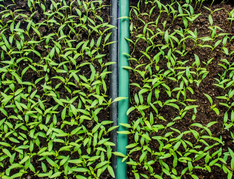 Estresse térmico na planta:reconhecendo e respondendo aos danos das ondas de calor