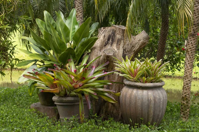 Estresse térmico na planta:reconhecendo e respondendo aos danos das ondas de calor
