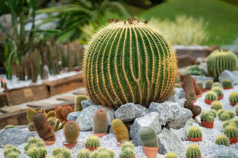 Estresse térmico na planta:reconhecendo e respondendo aos danos das ondas de calor