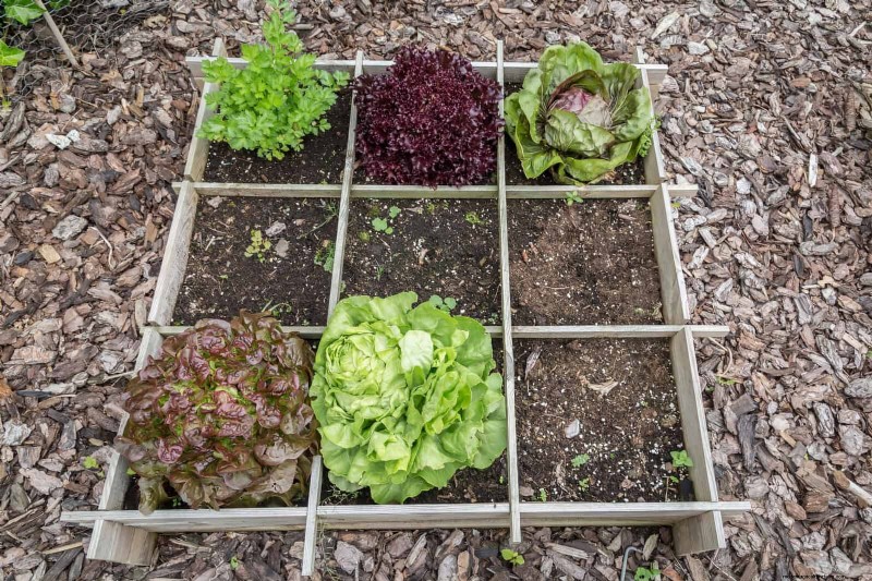 Jardinería sin excavación:15 ideas para un suelo sano y tranquilo 