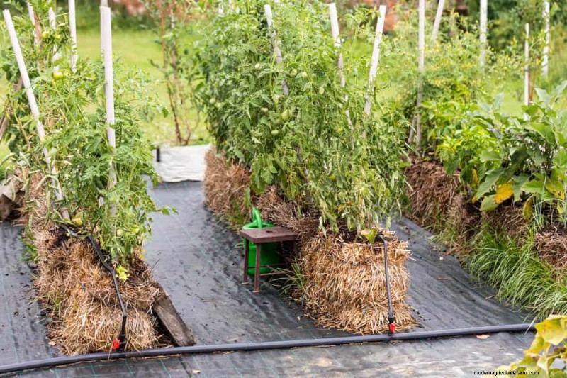 Jardinería sin excavación:15 ideas para un suelo sano y tranquilo 