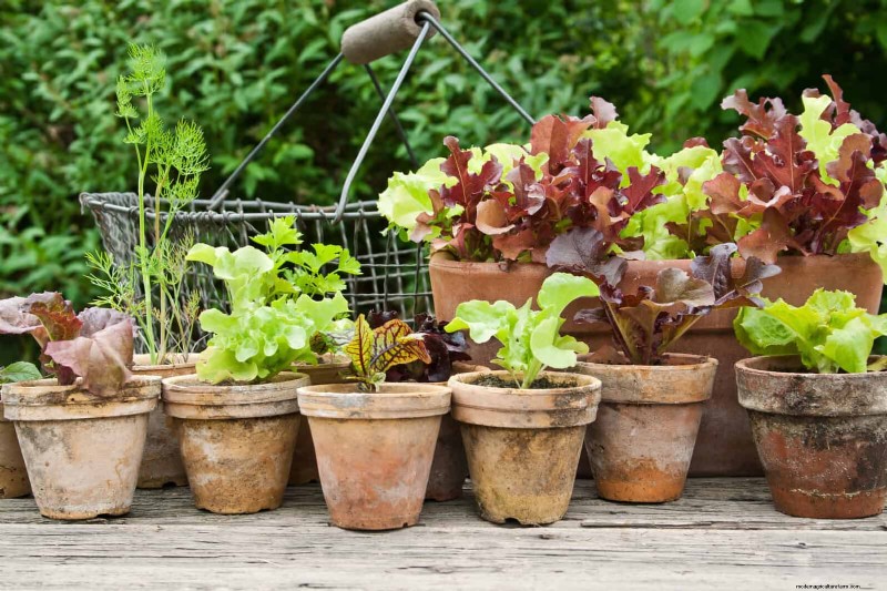 Jardinería sin excavación:15 ideas para un suelo sano y tranquilo 