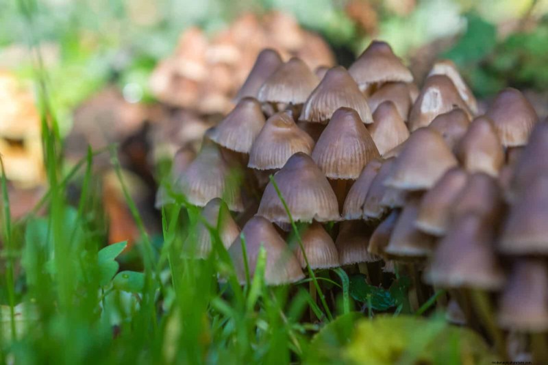 Jardinería sin excavación:15 ideas para un suelo sano y tranquilo 