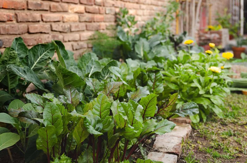 HOA-Gartenregeln:15 Merkmale, die häufig gegen Vorschriften verstoßen 