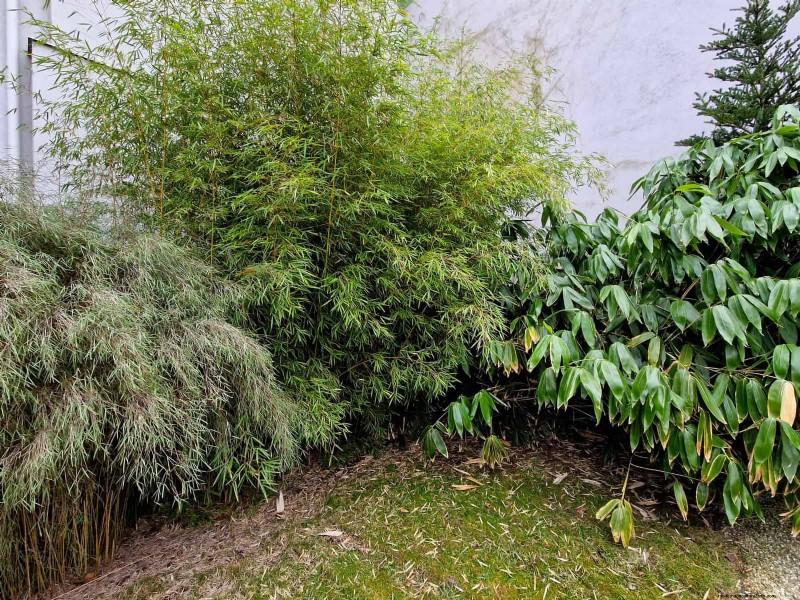 HOA-Gartenregeln:15 Merkmale, die häufig gegen Vorschriften verstoßen 