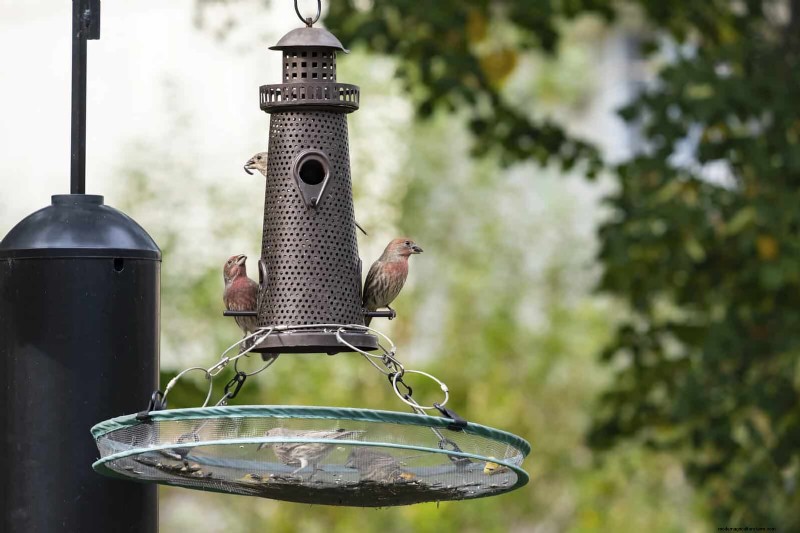 HOA-Gartenregeln:15 Merkmale, die häufig gegen Vorschriften verstoßen 