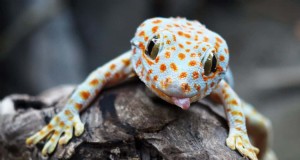 蚊を食べる庭の動物:自然な害虫駆除 