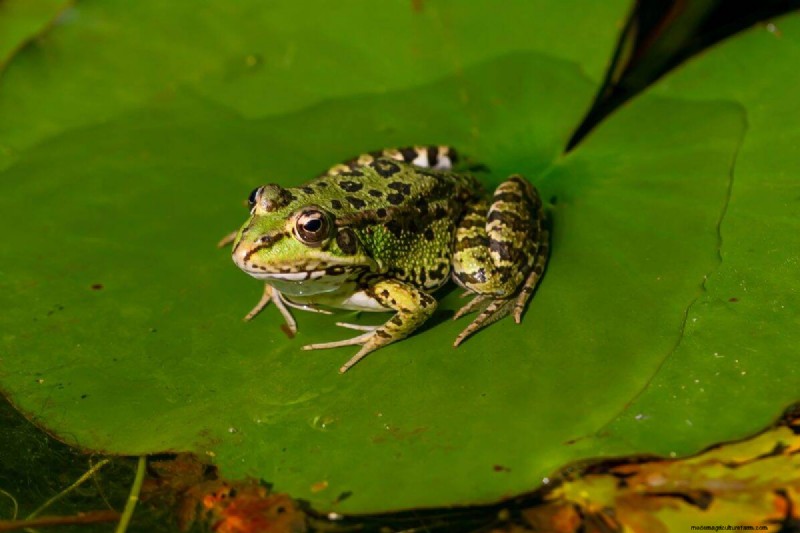 Mückenfressende Gartentiere:Natürliche Schädlingsbekämpfung 