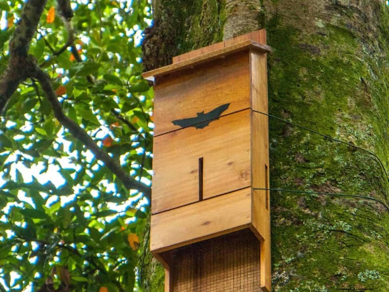Mückenfressende Gartentiere:Natürliche Schädlingsbekämpfung 