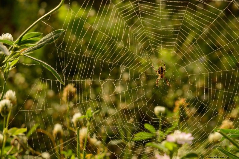 Mückenfressende Gartentiere:Natürliche Schädlingsbekämpfung 