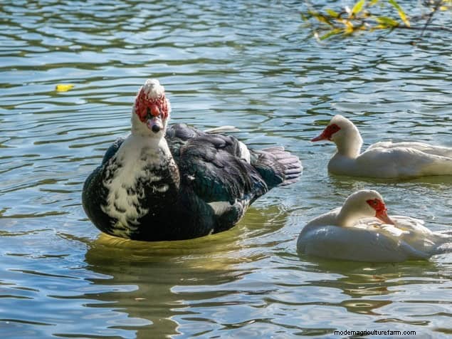 Mückenfressende Gartentiere:Natürliche Schädlingsbekämpfung 