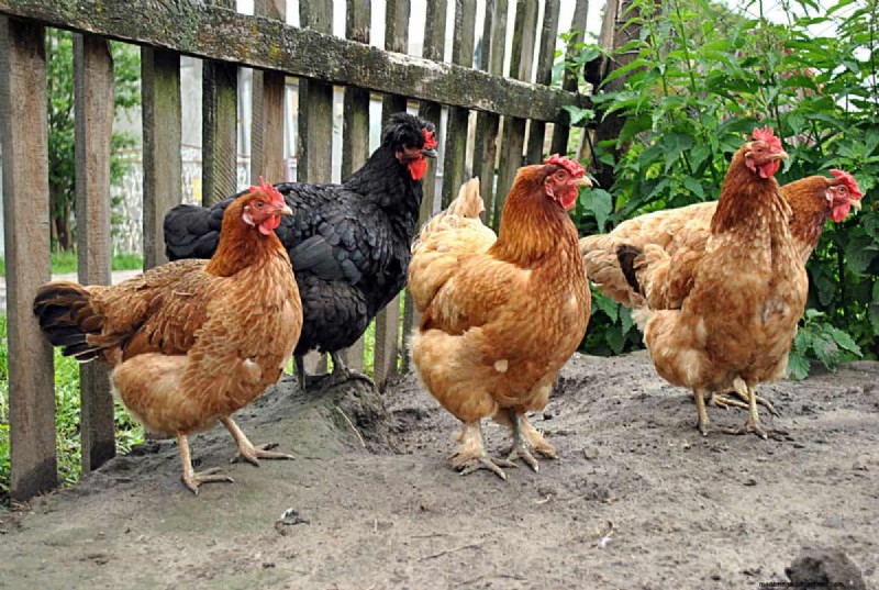 Mückenfressende Gartentiere:Natürliche Schädlingsbekämpfung 