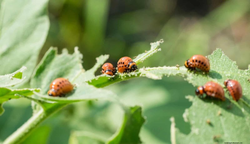 高温を好む庭の害虫:識別と自然防除 