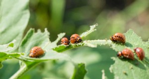 Wärmeliebende Gartenschädlinge:Identifizierung und natürliche Bekämpfung 