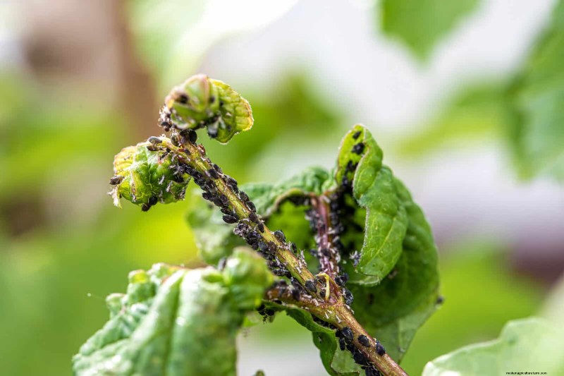 高温を好む庭の害虫:識別と自然防除 