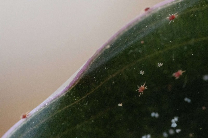 高温を好む庭の害虫:識別と自然防除 