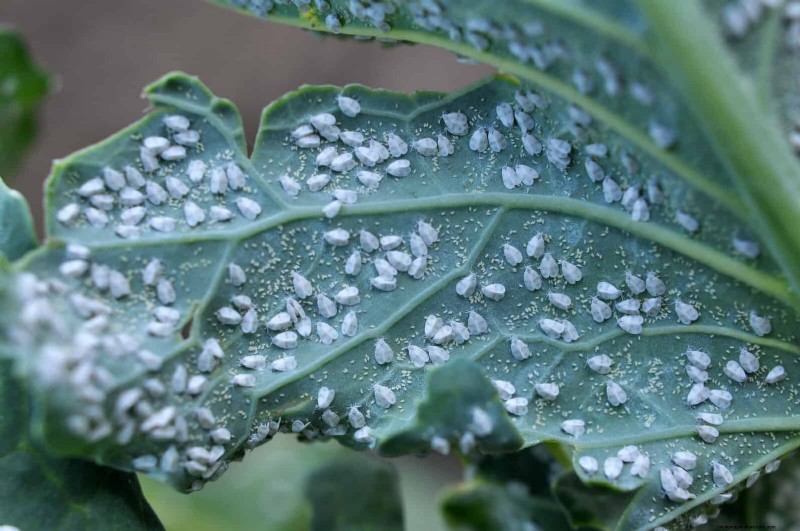 高温を好む庭の害虫:識別と自然防除 