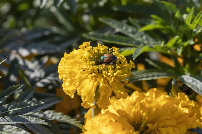 高温を好む庭の害虫:識別と自然防除 