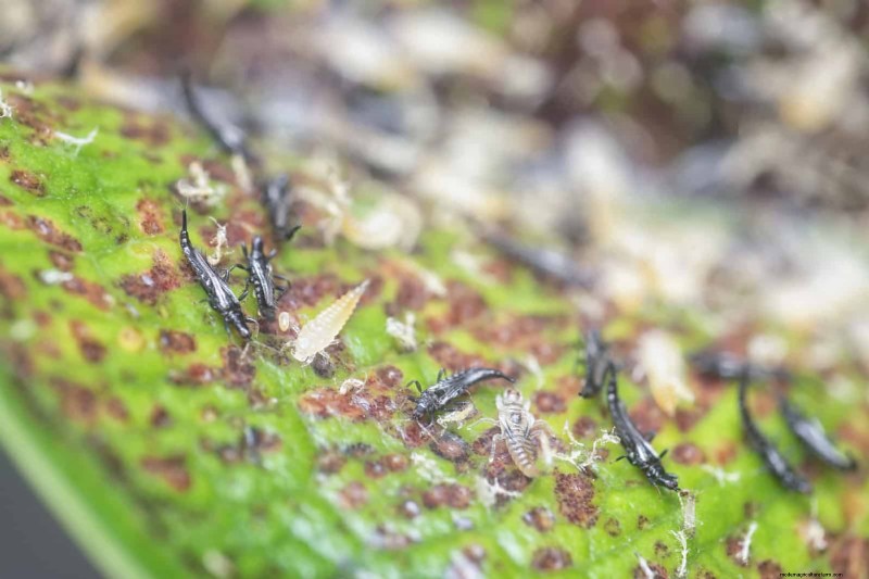 高温を好む庭の害虫:識別と自然防除 