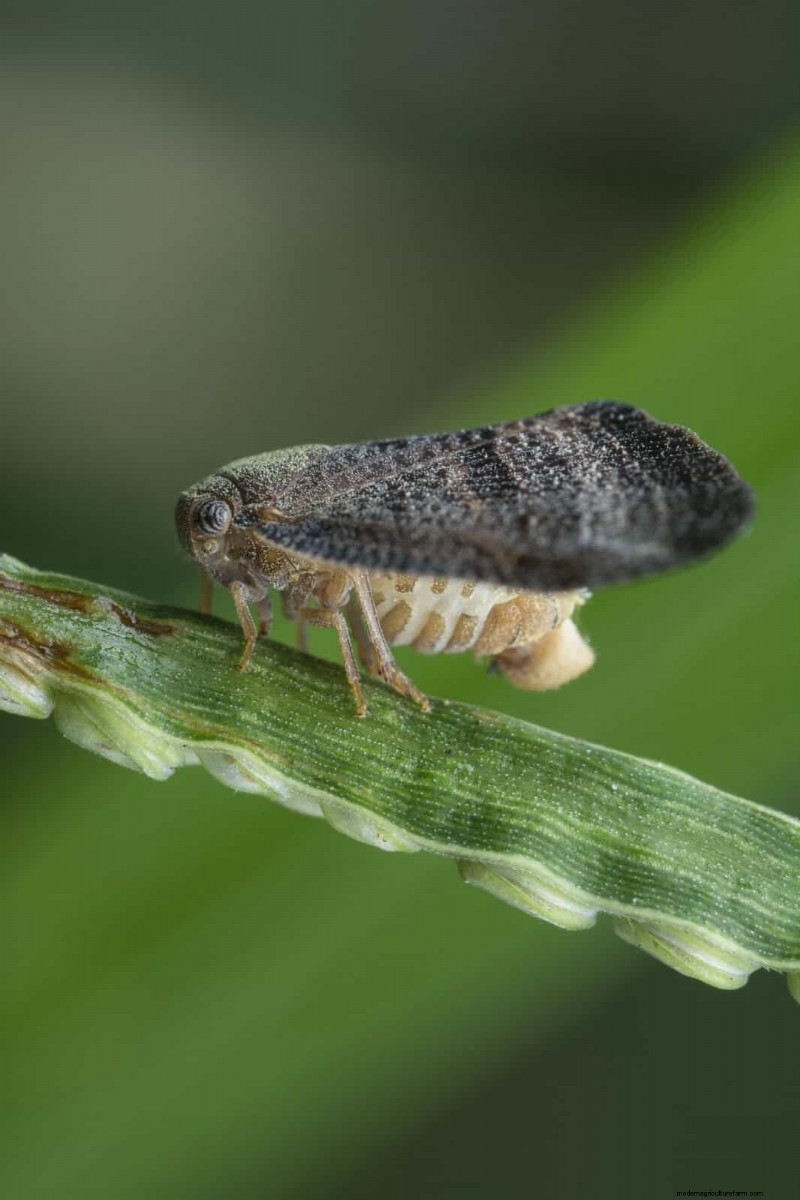 高温を好む庭の害虫:識別と自然防除 