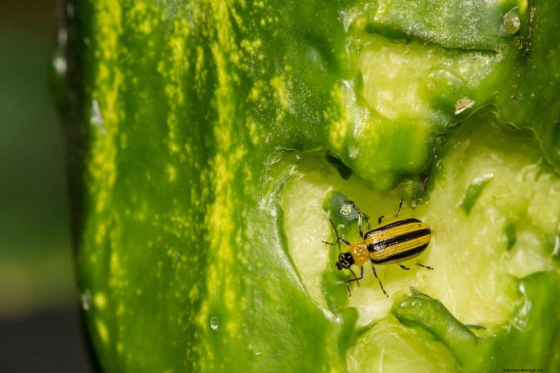 高温を好む庭の害虫:識別と自然防除 