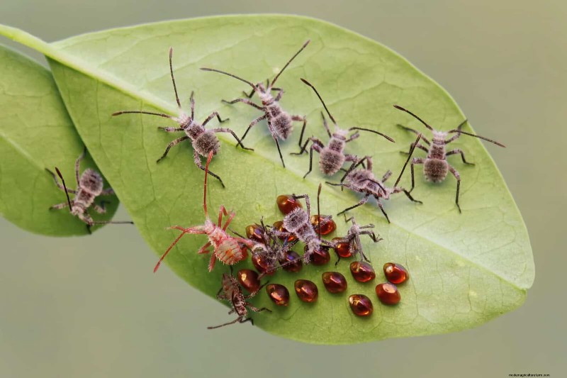 高温を好む庭の害虫:識別と自然防除 