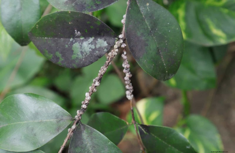 高温を好む庭の害虫:識別と自然防除 